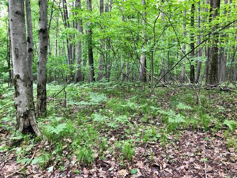 7815 E 2 Mile Rd, White Cloud, MI 49349 photo 22