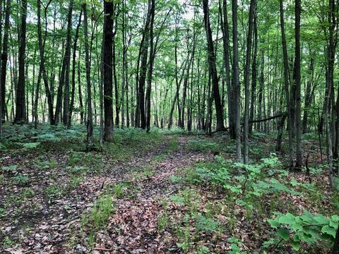 7815 E 2 Mile Rd, White Cloud, MI 49349 photo 26