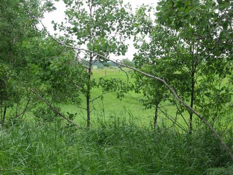 10790 Bierri Rd, Evart, MI 49631 photo 32