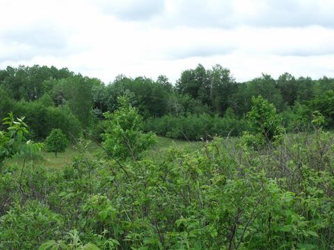 10790 Bierri Rd, Evart, MI 49631 photo 37