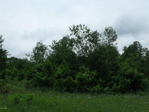 10790 Bierri Rd, Evart, MI 49631 photo 39