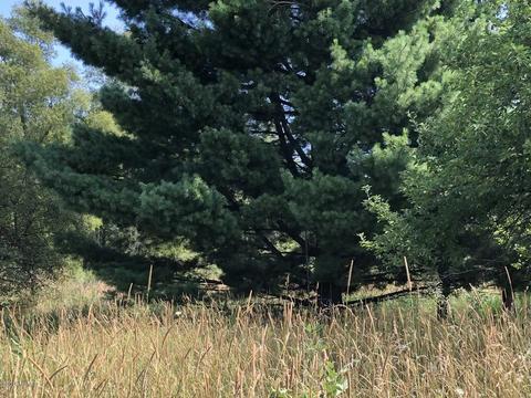 4701 Carlsen Rd, Stanton, MI 48888 photo 25