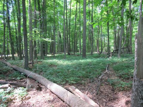70 Th Ave, Evart, MI 49631 photo 39