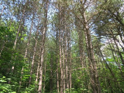70 Th Ave, Evart, MI 49631 photo 34