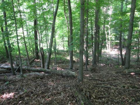70 Th Ave, Evart, MI 49631 photo 20
