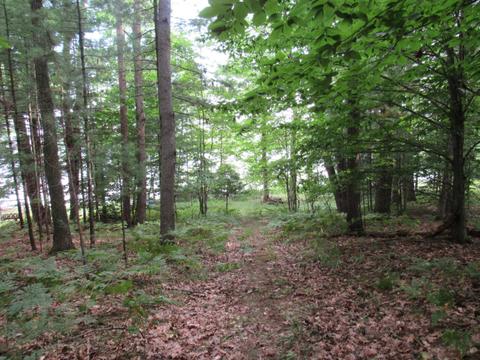 9101 Johnson Rd, Kaleva, MI 49645 photo 7
