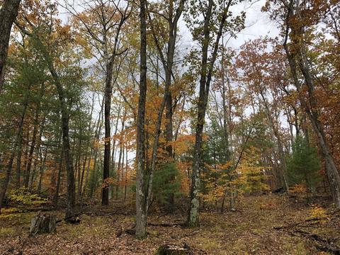 8771 E Wilderness Trl, White Cloud, MI 49349 photo 14