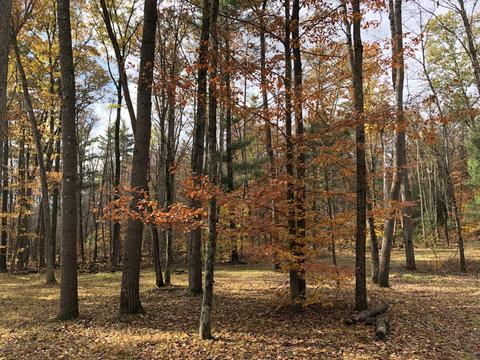 8771 E Wilderness Trl, White Cloud, MI 49349 photo 10