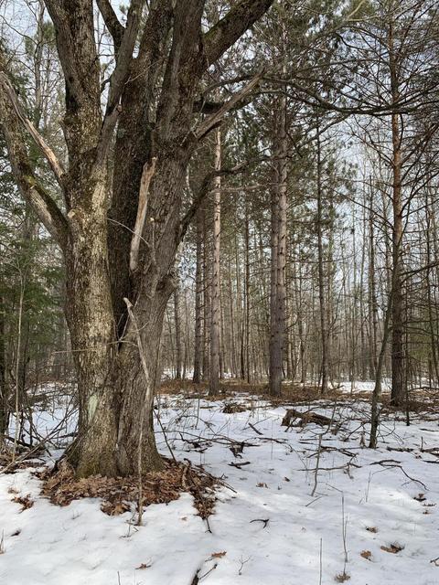 10106 Pine Rd, Marion, MI 49665 photo 8
