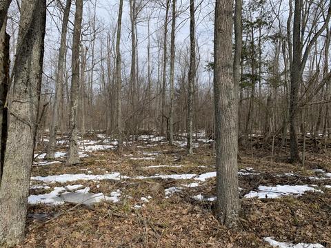 10106 Pine Rd, Marion, MI 49665 photo 15