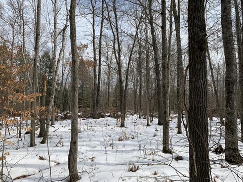 10106 Pine Rd, Marion, MI 49665 photo 9