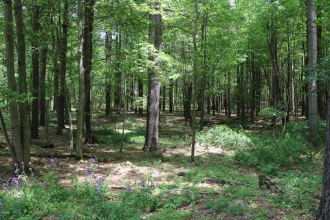 8514 Godfrey Rd, Belding, MI 48809 photo 8