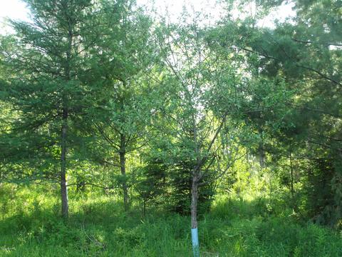 360 7 Mile Rd, Sears, MI 49679 photo 89