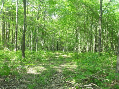 360 7 Mile Rd, Sears, MI 49679 photo 59