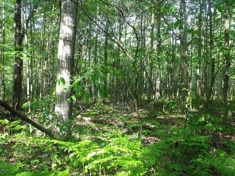 360 7 Mile Rd, Sears, MI 49679 photo 77