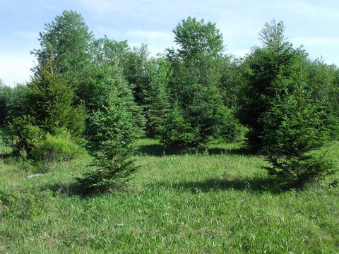 360 7 Mile Rd, Sears, MI 49679 photo 44