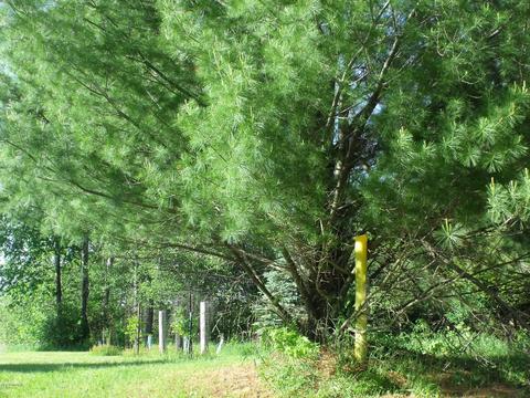 360 7 Mile Rd, Sears, MI 49679 photo 104