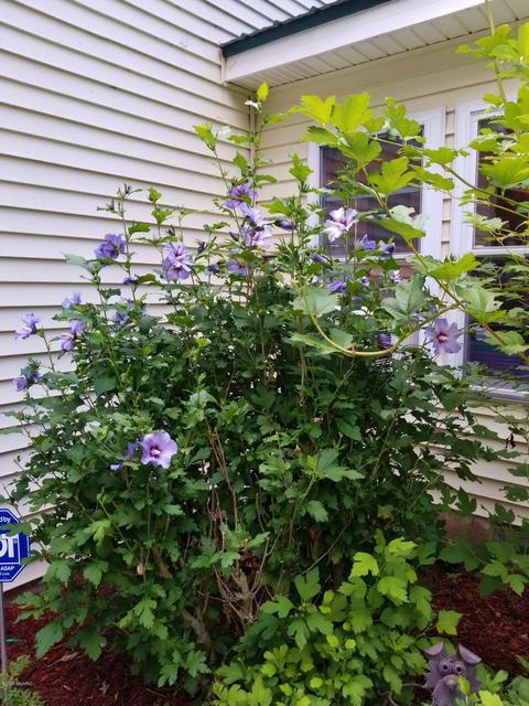 6203 E 52nd St, Newaygo, MI 49337 photo 37