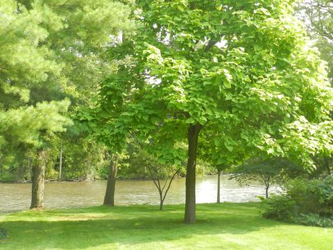 404 E Bridge St, Plainwell, MI 49080 photo 4