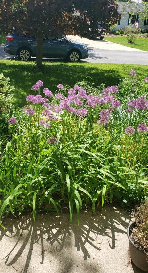 332 Springreene Dr SE, Ada, MI 49301 photo 53