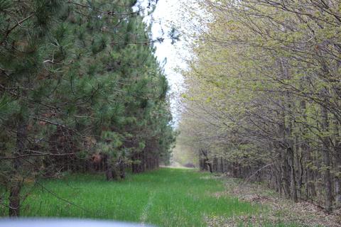 3716 Ford Rd, Wolverine, MI 49799 photo 37