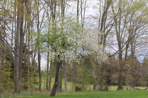 3716 Ford Rd, Wolverine, MI 49799 photo 35