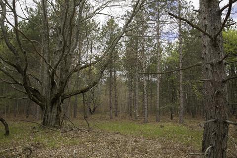 3972 Marsh Trl, White Cloud, MI 49349 photo 19