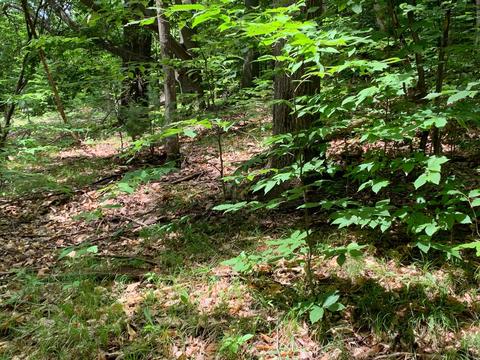 112 Logging Trl, Leroy, MI 49655 photo 8