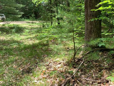 112 Logging Trl, Leroy, MI 49655 photo 2
