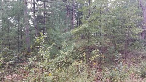 853 E Logan Blvd, Baldwin, MI 49304 photo 7
