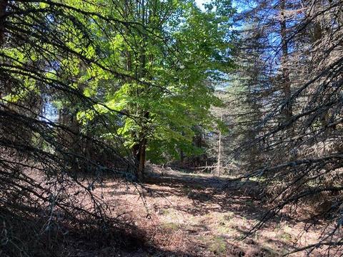 11588 Erwin Rd, Copemish, MI 49625 photo 18