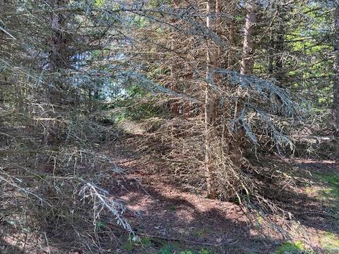 11588 Erwin Rd, Copemish, MI 49625 photo 17