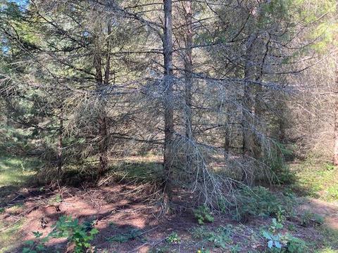 11588 Erwin Rd, Copemish, MI 49625 photo 16