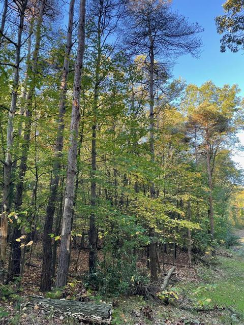 333 Barron Dr NE, Ada, MI 49301 photo 3