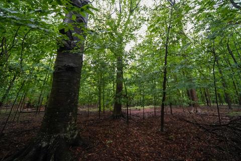 5017 Chickering Rd, Belding, MI 48809 photo 48