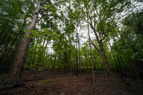 5017 Chickering Rd, Belding, MI 48809 photo 45