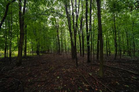 5017 Chickering Rd, Belding, MI 48809 photo 54