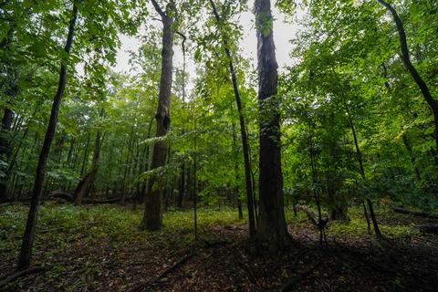 5017 Chickering Rd, Belding, MI 48809 photo 53