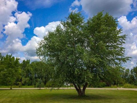 2894 E Baseline Rd, Mount Pleasant, MI 48858 photo 33