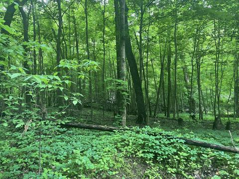V/l Chippawa Circle Drive, Sherwood, MI 49089