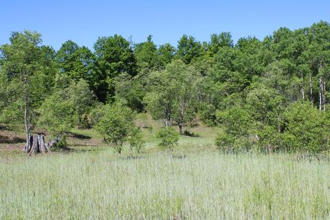 2288 Alexander Rd, Vanderbilt, MI 49795 photo 18