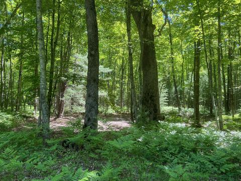 7970 E Koenig Rd, Irons, MI 49644 photo 23