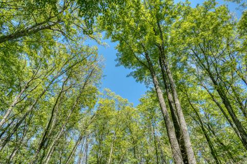 9 W Baseline Rd, White Cloud, MI 49349 photo 12