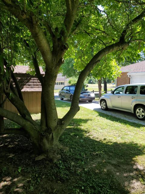 1102 Maple St, Albion, MI 49224 photo 3