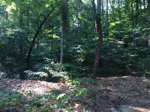 Dunewood Drive Lot 21, Bridgman, MI 49106