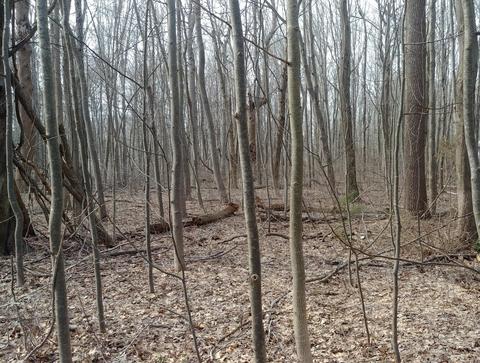 00 Silver Rd, Fennville, MI 49408
