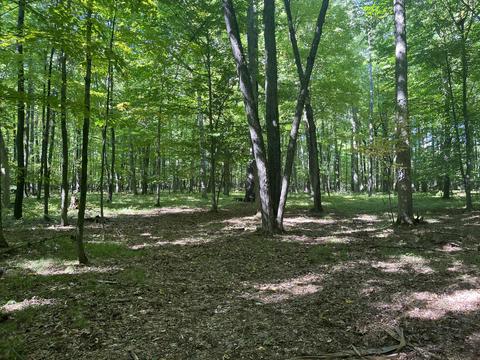 tbd W Stanton Rd, Stanton, MI 48888 photo 3