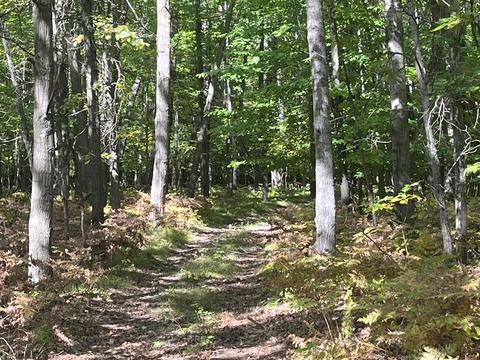 tbd W Stanton Rd, Stanton, MI 48888 photo 4