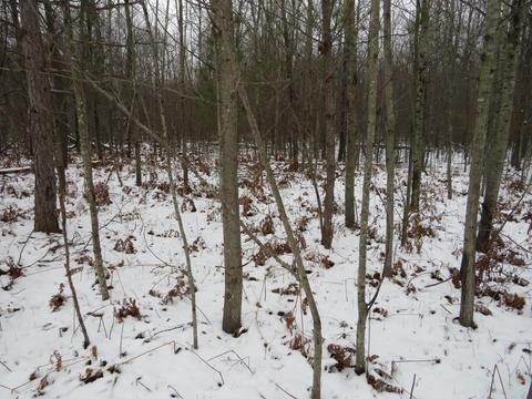 1940 W Winegars Rd, Gladwin, MI 48624 photo 21