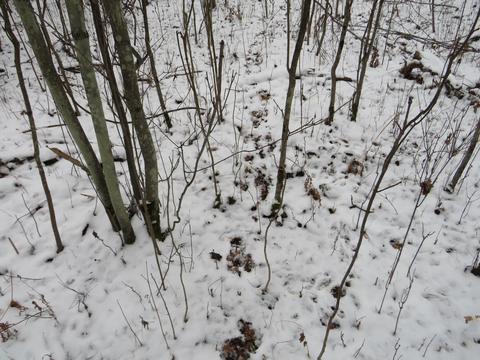 1940 W Winegars Rd, Gladwin, MI 48624 photo 23